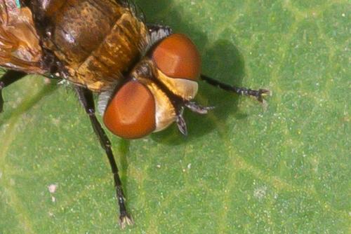 Clytiomya sp.